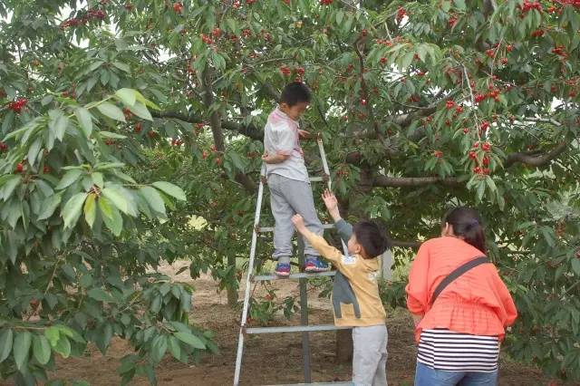 郓城富硒地瓜采摘园(红薯采摘园)-硒宝网