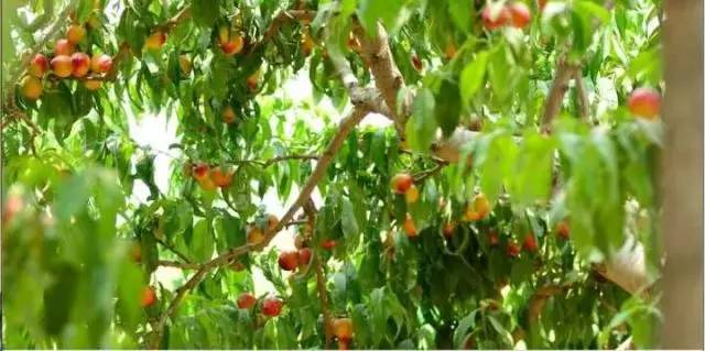 郓城富硒地瓜采摘园(红薯采摘园)-硒宝网