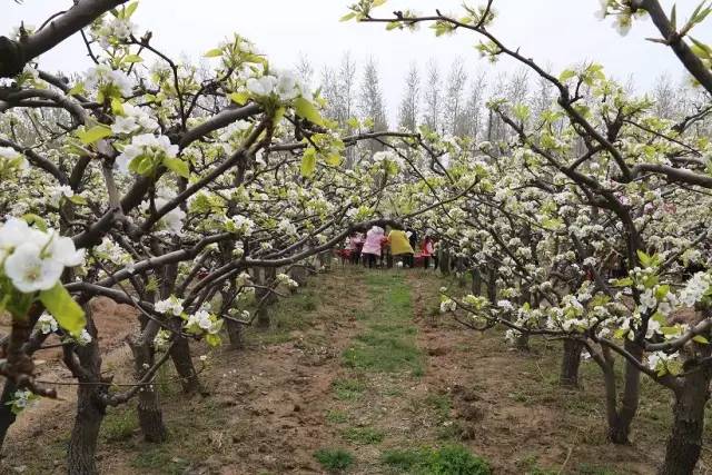 郓城富硒地瓜采摘园(红薯采摘园)-硒宝网