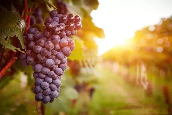 郓城富硒地瓜采摘园(红薯采摘园)-硒宝网