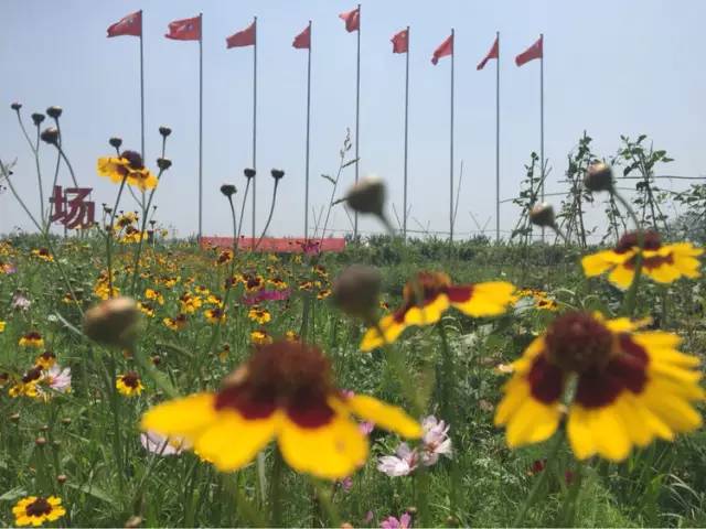 郓城富硒地瓜采摘园(红薯采摘园)-硒宝网