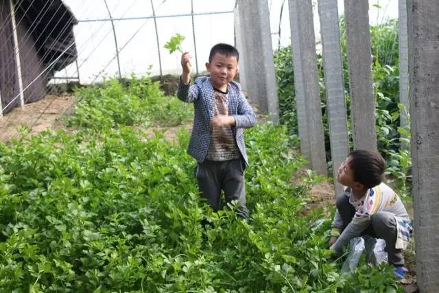 郓城富硒地瓜采摘园(红薯采摘园)-硒宝网