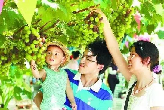 郓城富硒地瓜采摘园(红薯采摘园)-硒宝网