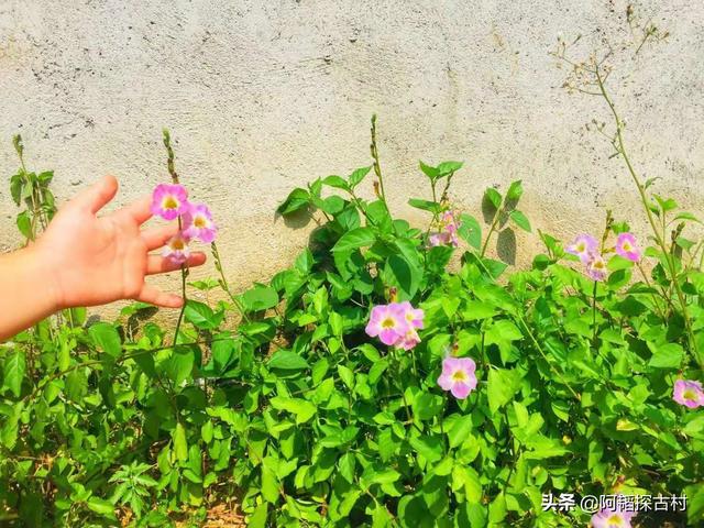 富硒地瓜怎么那么甜（富硒地瓜含糖量高吗）-硒宝网