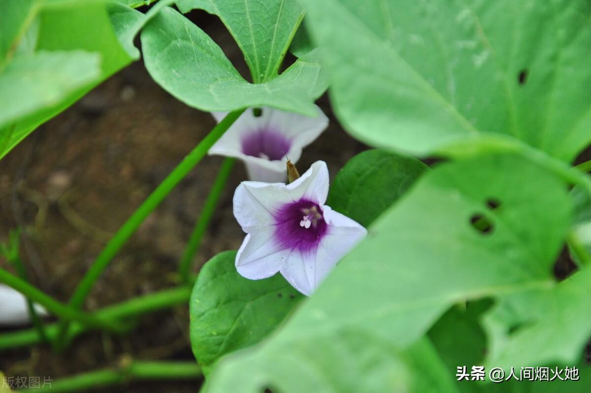 桥头富硒地瓜种植户(户桥头种植地瓜富硒基地地址)-硒宝网