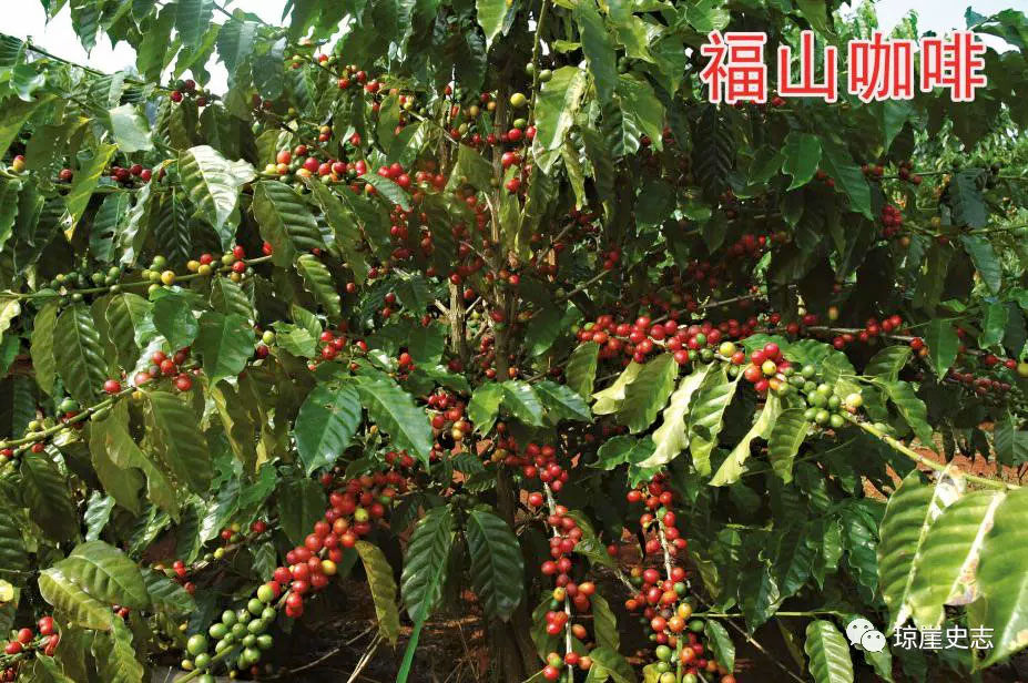 海南富硒地瓜怎么买(三亚富硒地瓜)-硒宝网