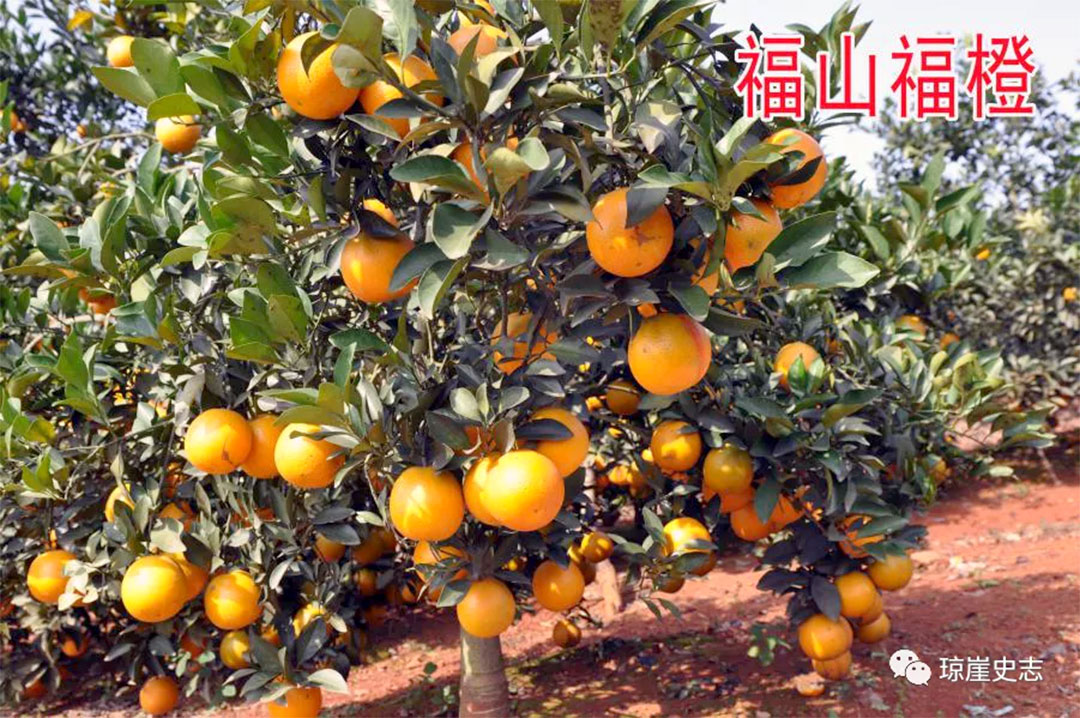 海南富硒地瓜怎么买(三亚富硒地瓜)-硒宝网