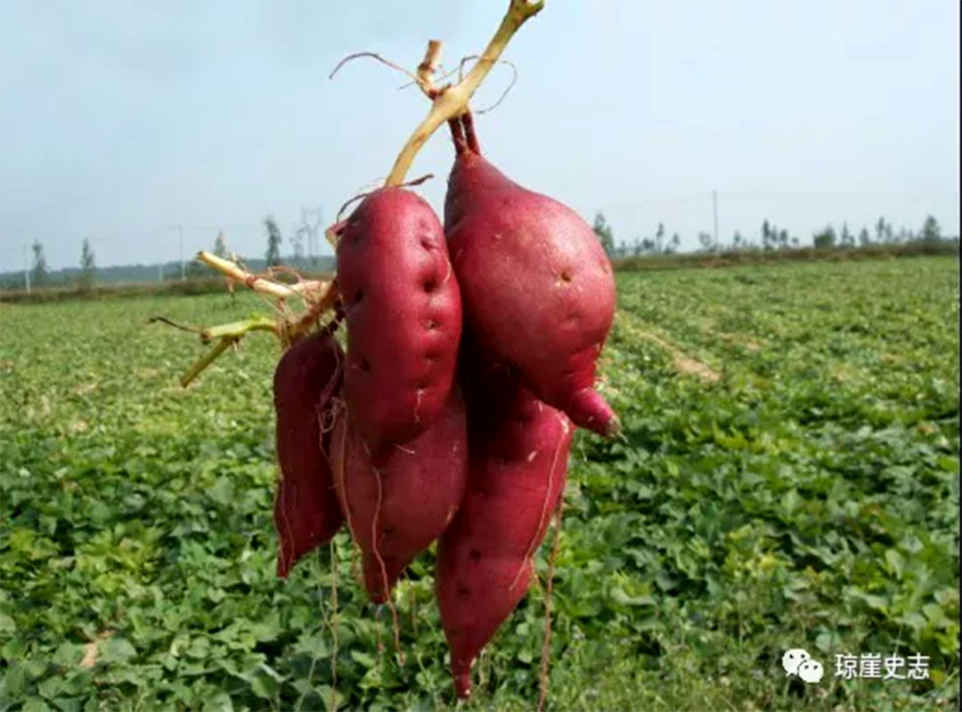 海南富硒地瓜怎么买(三亚富硒地瓜)-硒宝网