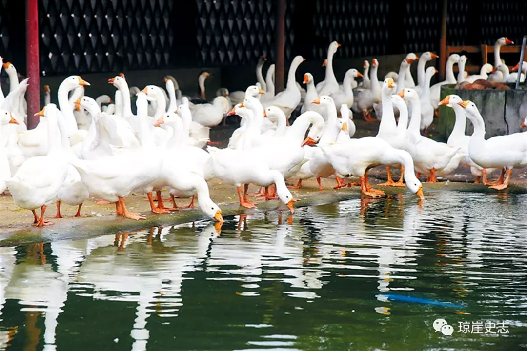 海南富硒地瓜怎么买(三亚富硒地瓜)-硒宝网