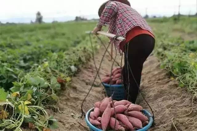 健身能吃富硒地瓜吗(地瓜健身能不能吃)-硒宝网