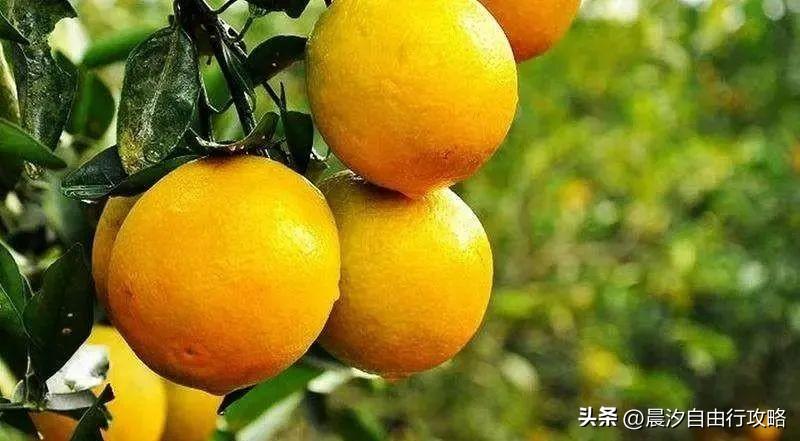 桥头富硒地瓜种植户(户桥头种植地瓜富硒基地在哪)-硒宝网