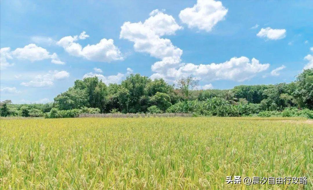 桥头富硒地瓜种植户(户桥头种植地瓜富硒基地在哪)-硒宝网