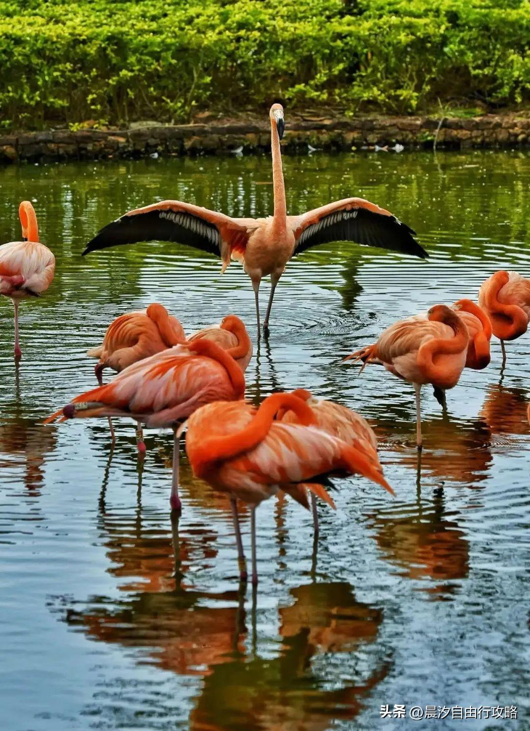 桥头富硒地瓜种植户(户桥头种植地瓜富硒基地在哪)-硒宝网
