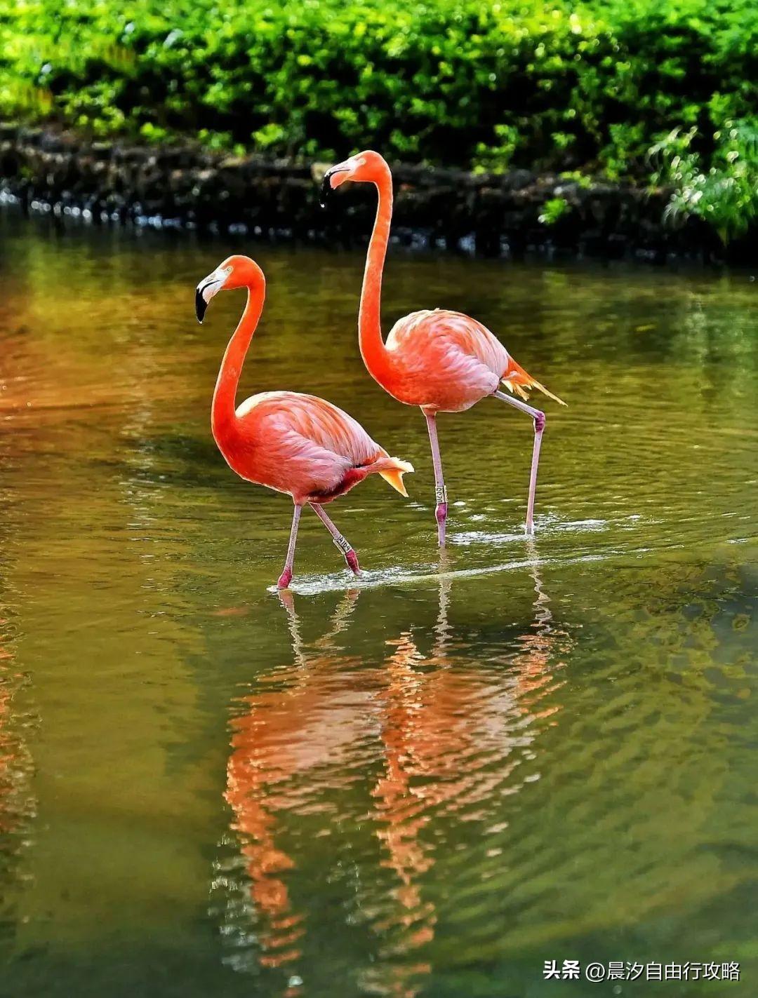 桥头富硒地瓜种植户(户桥头种植地瓜富硒基地在哪)-硒宝网
