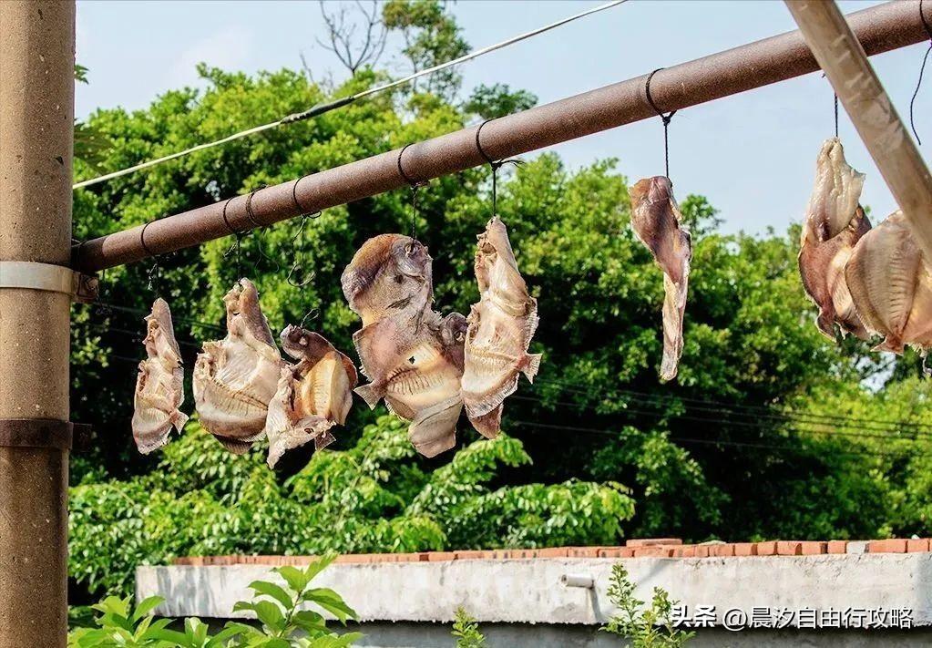 桥头富硒地瓜种植户(户桥头种植地瓜富硒基地在哪)-硒宝网