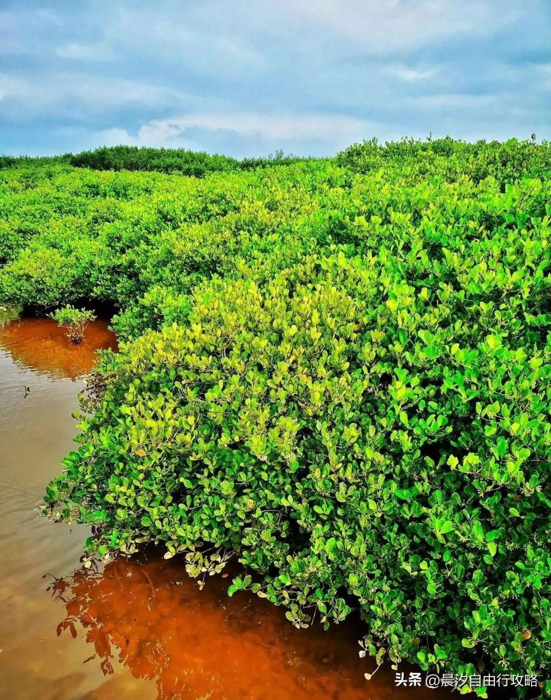 桥头富硒地瓜种植户(户桥头种植地瓜富硒基地在哪)-硒宝网