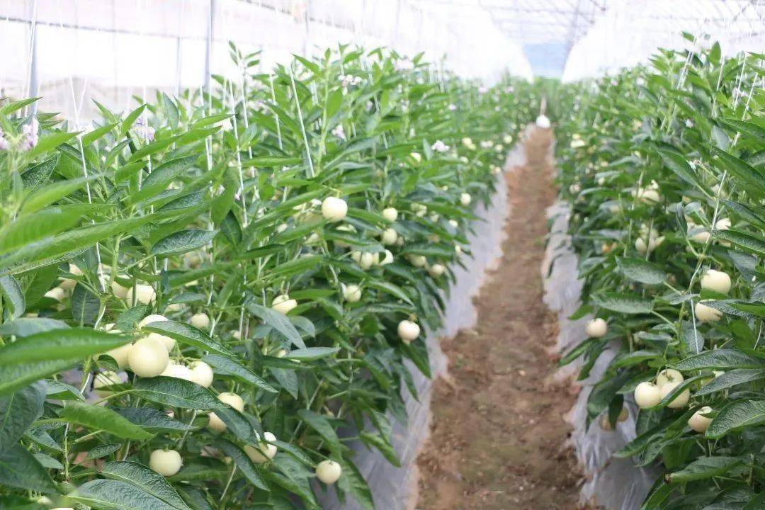 富硒地瓜亩产多少斤（富硒地瓜种植技术视频教程）-硒宝网