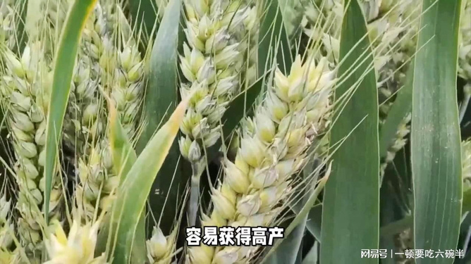 富硒地瓜亩产多少斤（富硒地瓜种植技术视频教程）-硒宝网