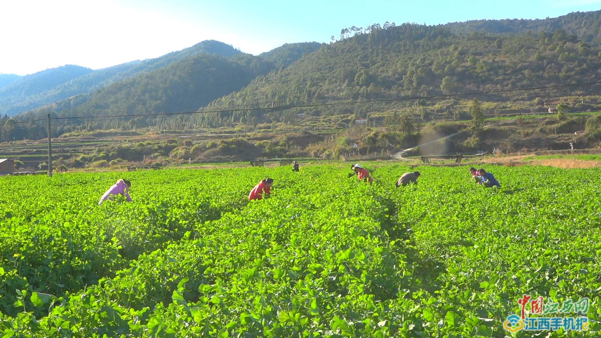 富硒地瓜亩产多少斤（富硒地瓜种植技术视频教程）-硒宝网