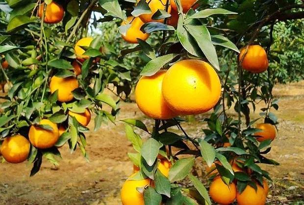 桥头富硒地瓜的口感(海南桥头富硒地瓜营养功效)-硒宝网