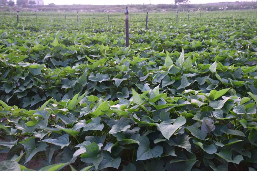 烤富硒地瓜家用烤箱（家用烤箱地瓜富硒怎么烤）-硒宝网