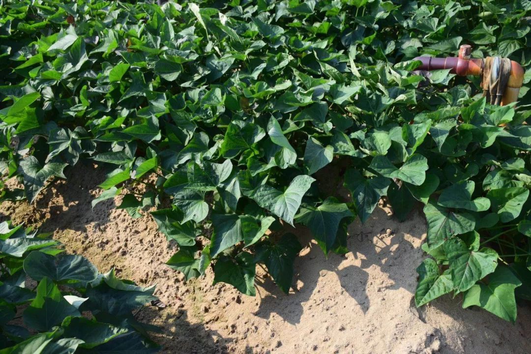 烤富硒地瓜家用烤箱（家用烤箱地瓜富硒怎么烤）-硒宝网