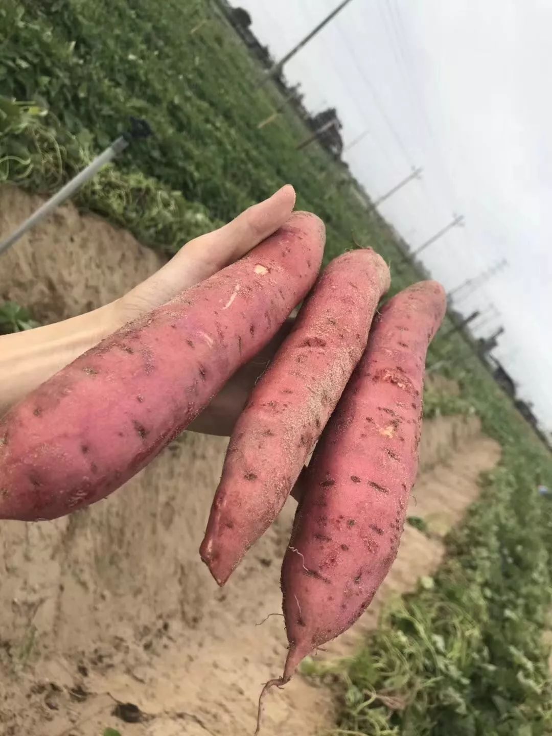 烤富硒地瓜家用烤箱（家用烤箱地瓜富硒怎么烤）-硒宝网