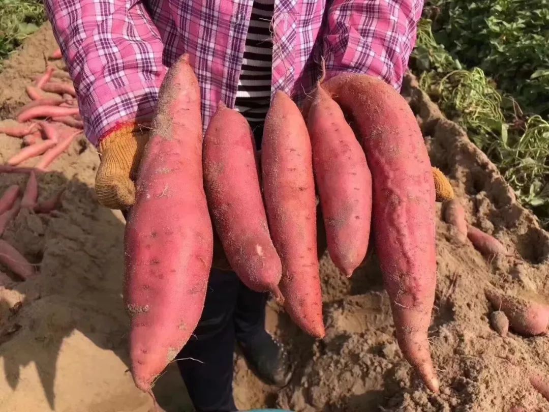 烤富硒地瓜家用烤箱（家用烤箱地瓜富硒怎么烤）-硒宝网