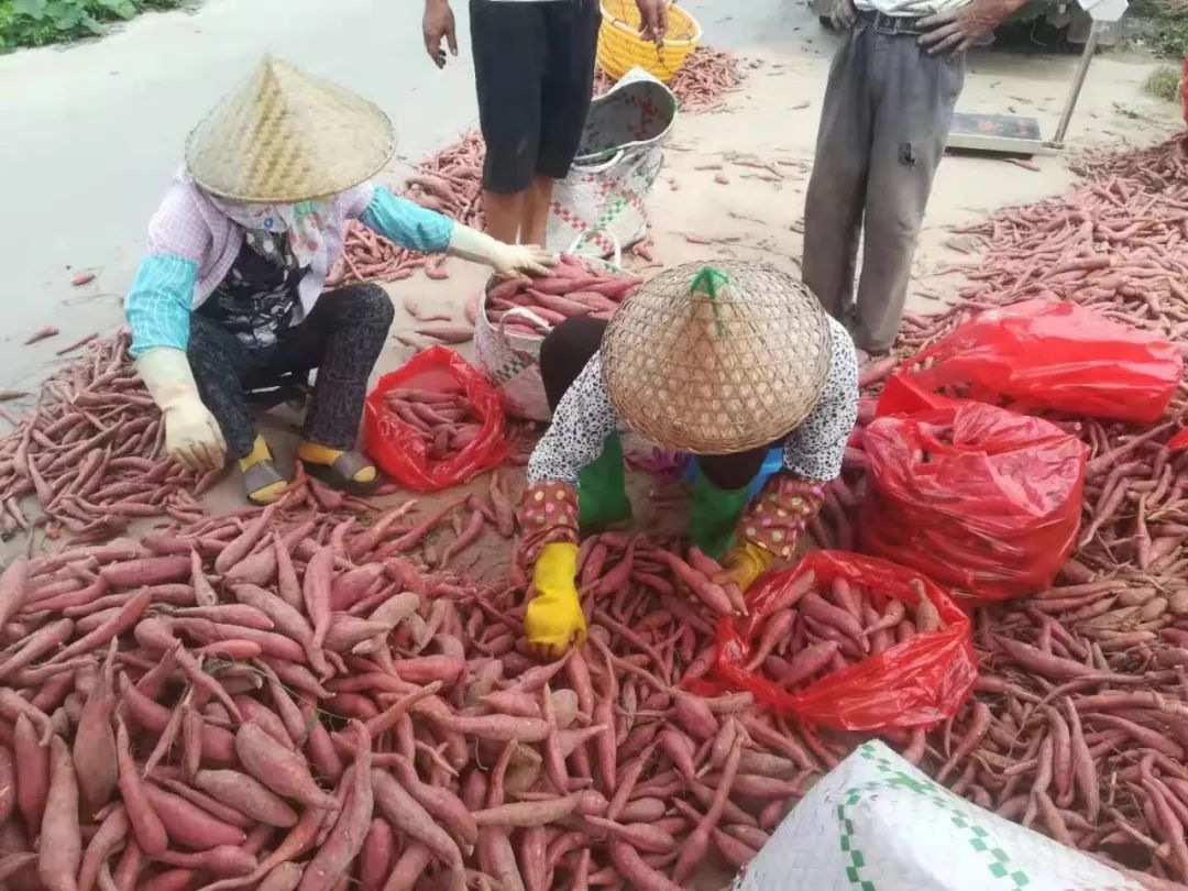 烤富硒地瓜家用烤箱（家用烤箱地瓜富硒怎么烤）-硒宝网