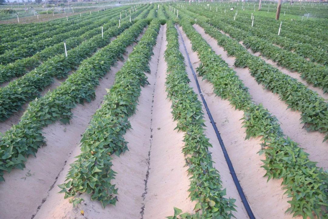 烤富硒地瓜家用烤箱（家用烤箱地瓜富硒怎么烤）-硒宝网