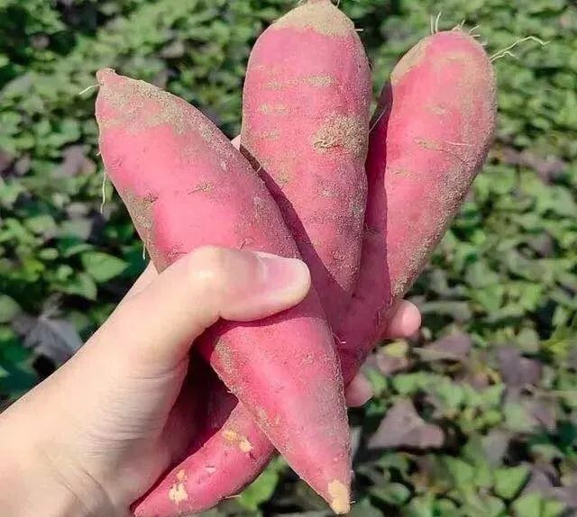 烤富硒地瓜家用烤箱（家用烤箱地瓜富硒怎么烤）-硒宝网