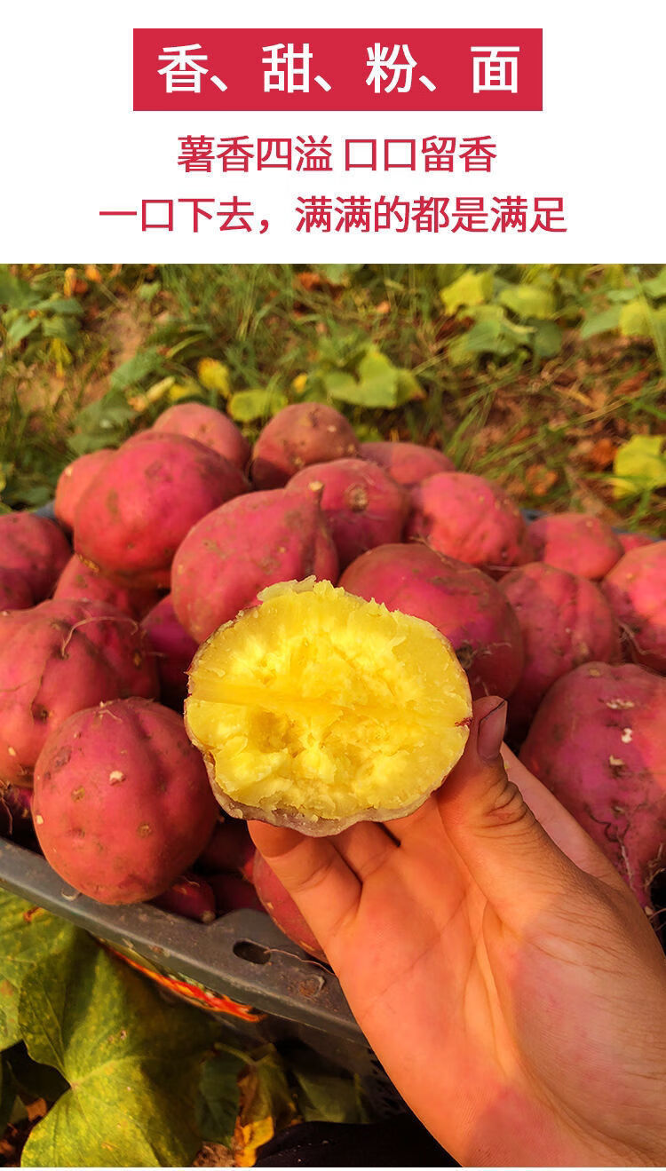 淄博哪里有富硒地瓜(泰安富硒地瓜产地)-硒宝网