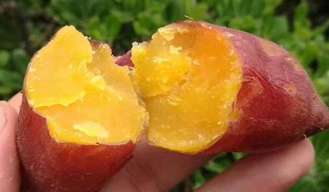 淄博哪里有富硒地瓜(淄博富硒土地)-硒宝网