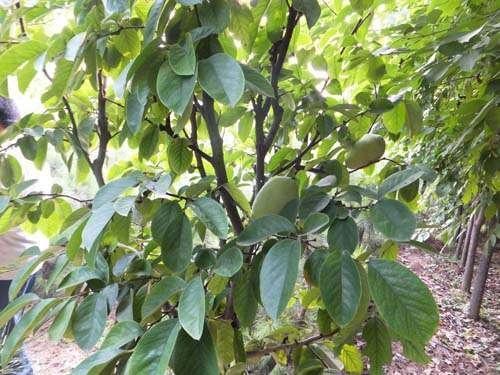 补铁不能和什么一起吃(补铁药可以随便吃吗)-硒宝网