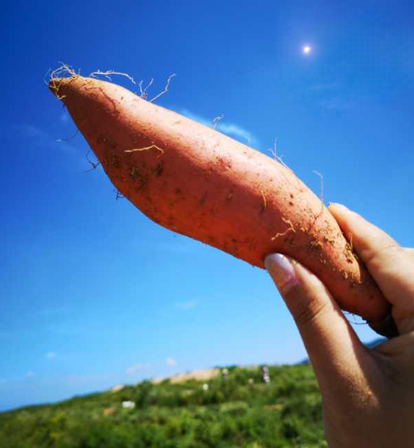 富硒地瓜是哪儿产的(富硒地瓜真的含硒吗)-硒宝网