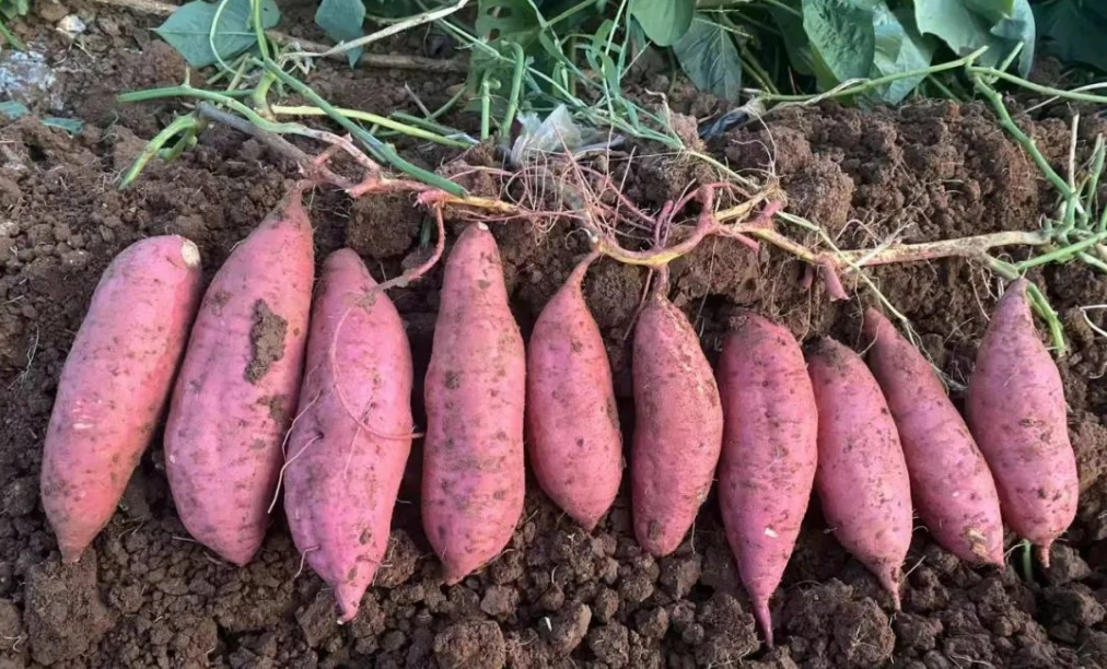 富硒地瓜是怎么来的(富硒地瓜真的含硒吗)-硒宝网