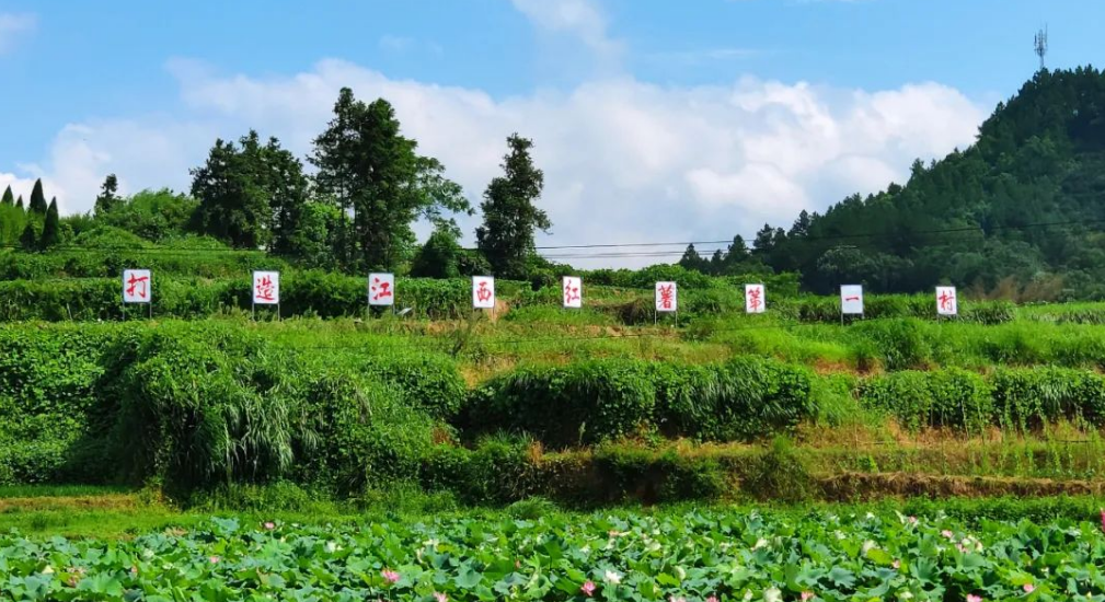 富硒地瓜是怎么来的(富硒地瓜真的含硒吗)-硒宝网