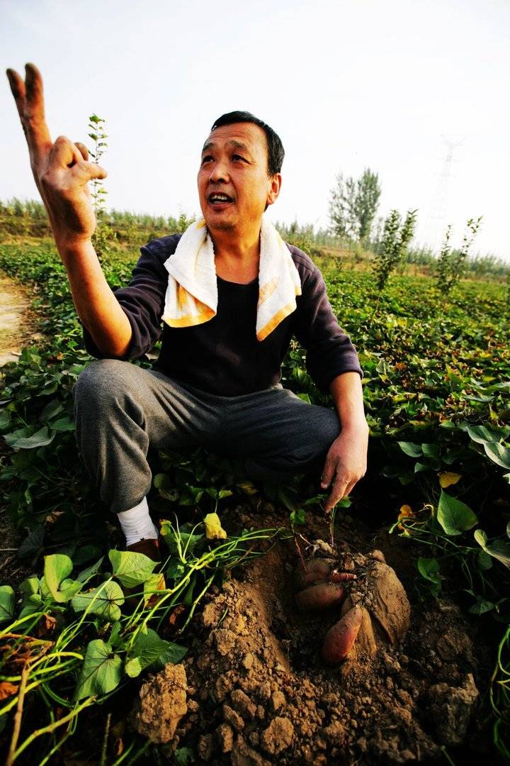 桥头富硒地瓜和紫薯（紫薯有硒吗）-硒宝网