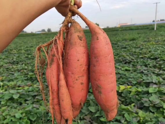 种富硒地瓜哪里有卖（地瓜卖种富硒有什么作用）-硒宝网