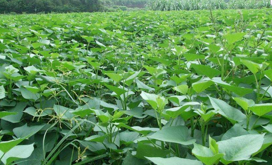 种富硒地瓜哪里有卖（地瓜卖种富硒有什么作用）-硒宝网