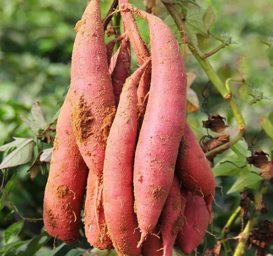 种富硒地瓜哪里有卖（地瓜卖种富硒有什么作用）-硒宝网