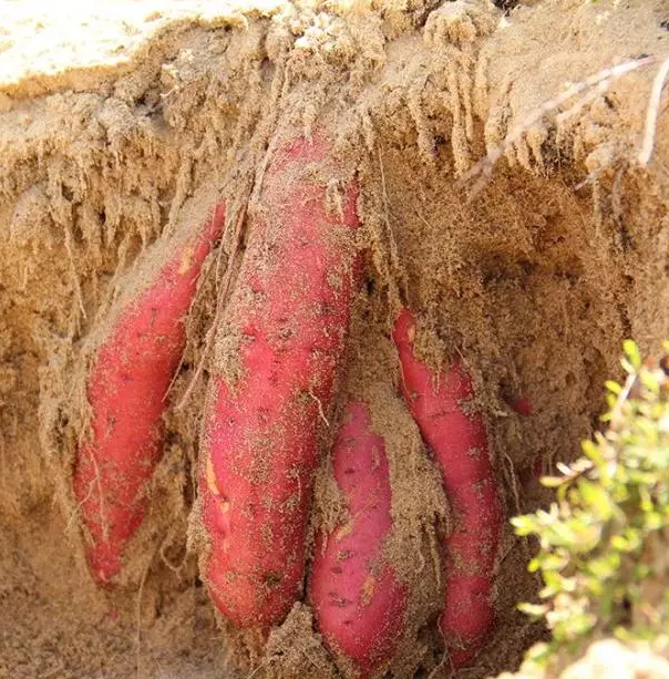 种富硒地瓜哪里有卖（地瓜卖种富硒有什么作用）-硒宝网