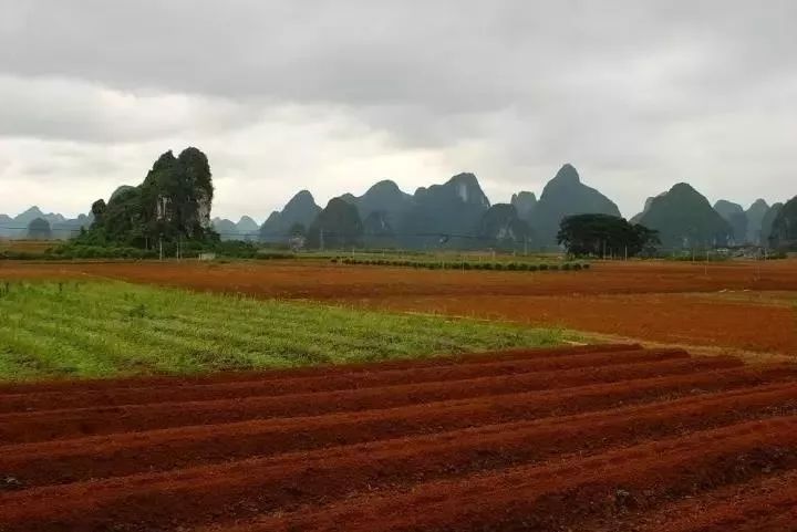 富硒地瓜叫北京红吗(富硒地瓜的产地是哪里)-硒宝网