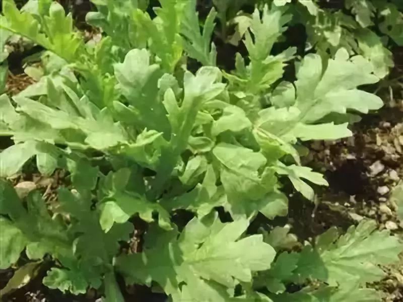 富硒地瓜叫北京红吗(富硒地瓜的产地是哪里)-硒宝网