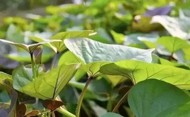 富硒地瓜叫北京红吗(富硒地瓜的产地是哪里)-硒宝网