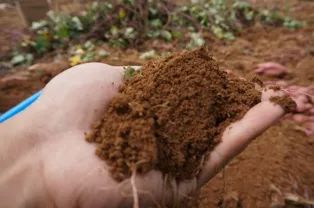 富硒地瓜多少天能收（富硒地瓜怎么种植）-硒宝网