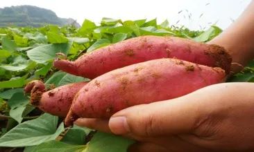 富硒地瓜多少天能收（富硒地瓜怎么种植）-硒宝网