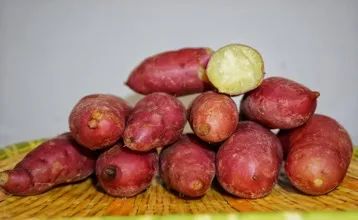 富硒地瓜多少天能收（富硒地瓜怎么种植）-硒宝网