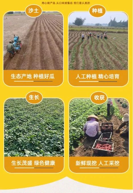 富硒地瓜多少天能收（富硒地瓜怎么种植）-硒宝网