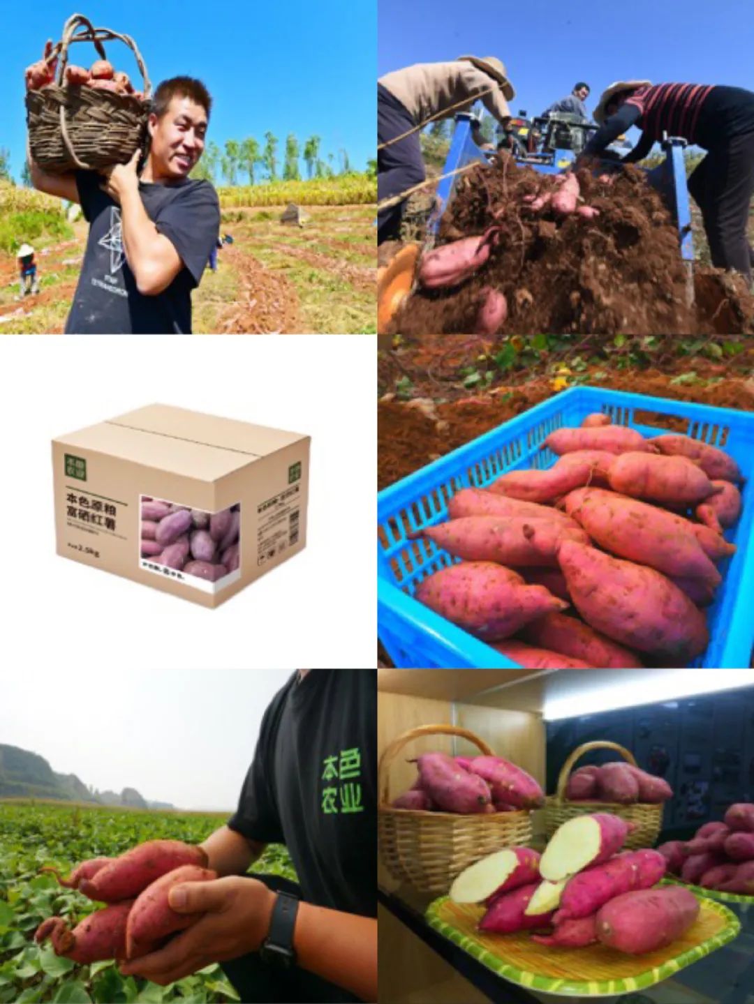 富硒地瓜多少天能收（富硒地瓜怎么种植）-硒宝网